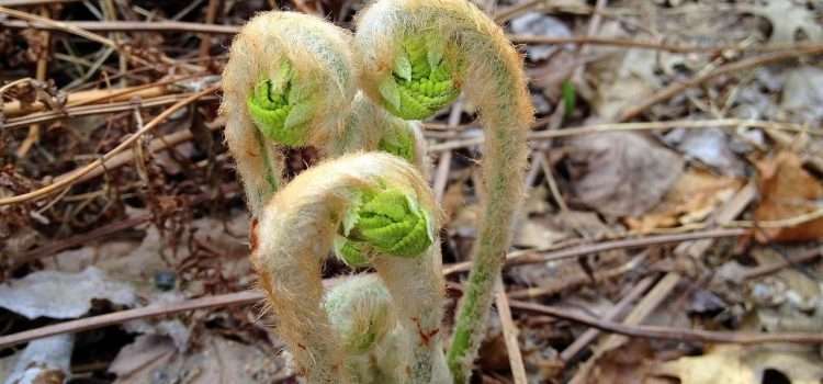 The Spring season lifts my heart The Spring season lifts my heart